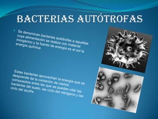 Bacterias autótrofasSe denominan bacterias autótrofas a aquellas cuya alimentación se realiza con material inorgánico y la fuente de energía es el sol la energía químicaEstas bacterias aprovechan la energía que se desprende de la oxidación de ciertos compuestos entre las que se pueden citar las bacterias del suelo, las ciclo del nitrógeno y las ciclo del azufre. 