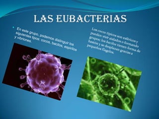 Las eubacteriasLos cocos típicos son esféricos y pueden vivir aislados o formando grupos; los bacilos tienen forma de bastón y se desplazan gracias a pequeños flagelos.En este grupo, podemos distinguir los siguientes tipos: cocos, bacilos, espirilos y vibriones. 