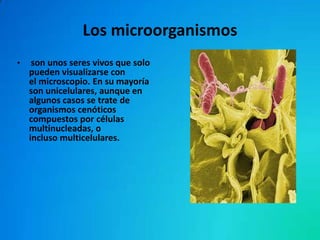 Los microorganismos
•    son unos seres vivos que solo
    pueden visualizarse con
    el microscopio. En su mayoría
    son unicelulares, aunque en
    algunos casos se trate de
    organismos cenóticos
    compuestos por células
    multinucleadas, o
    incluso multicelulares.
 
