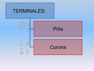 MANIOBRAS DE CUERDAD EN ESCALADAa. Encordarse con nudo ocho doble.Haz un nudo simple.Debemos repasar este nudo, pasando de nuevo la cuerda hasta que quede doble.b. Unir cuerdas con pescador doble o triple.Primero enfrentaremos los cabos de ambas cuerdas.Realizamos un nudo de pescador doble.Tiramos hasta que las cuerdas queden bien apretadas.c. Mosquetonear la cuerda.Para mantener tu seguridad, debes aprender a hacerlo con una sola mano.Mientras que con unos dedos se encarga de sujetar la cuerda, los otros serán los encargados de sostener el mosquetón.