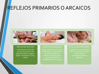 REFLEJOS PRIMARIOS O ARCAICOS 
REFLEJO DE SUCCIÓN 
movimiento rítmico de 
succión al acercar a los 
labios del bebé cualquier 
objeto. Desaparece a los 4 
meses. 
REFLEJO DE BUSQUEDA 
si estimulamos las comisuras 
de los labios, el niño busca, 
girando la cabeza en 
dirección hacia donde se 
produce el estímulo. 
Desaparece a los 2 meses 
REFLEJO NASOPARPEBRAL 
Si golpeamos el puente de la 
nariz con un dedo el recién 
nacido cerrará 
inmediatamente los 
párpados 
 