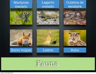 Fauna
Zorro vulpes Liebre Búho
Mariposa
macaón
Lagarto
ocelado
Culebra de
escalera
jueves, 25 de abril de 13
 