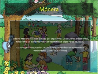 Mónera - El reino Mónera esta conformado por organismos unicelulares procariontes, tales como las bacterias y las cianobacterias (o algas verde azuladas) Estos organismos pueden ser autótrofos (como las cianobacterias) o Heterótrofos (como las bacterias) 