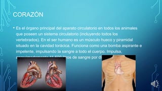 CORAZÓN
• Es el órgano principal del aparato circulatorio en todos los animales
que poseen un sistema circulatorio (incluyendo todos los
vertebrados). En el ser humano es un músculo hueco y piramidal
situado en la cavidad torácica. Funciona como una bomba aspirante e
impelente, impulsando la sangre a todo el cuerpo. Impulsa,
aproximadamente,11.500 litros de sangre por día.

 