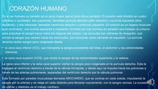 CORAZÓN HUMANO
En el ser humano su tamaño es un poco mayor que el puño de su portador. El corazón está dividido en cuatro
cámaras o cavidades: dos superiores, llamadas aurícula derecha (atrio derecho) y aurícula izquierda (atrio
izquierdo), y dos inferiores, llamadas ventrículo derecho y ventrículo izquierdo. El corazón es un órgano muscular
auto controlado, una bomba aspirante e impelente, formado por dos bombas en paralelo que trabajan al unísono
para propulsar la sangre hacia todos los órganos del cuerpo. Las aurículas son cámaras de recepción, que
envían la sangre que reciben hacia los ventrículos, que funcionan como cámaras de expulsión. La aurícula
derecha recibe sangre poco oxigenada desde:

•

la vena cava inferior (VCI), que transporta la sangre procedente del tórax, el abdomen y las extremidades
inferiores.

•

la vena cava superior (VCS), que recibe la sangre de las extremidades superiores y la cabeza.

La vena cava inferior y la vena cava superior vierten la sangre poco oxigenada en la aurícula derecha. Esta la
traspasa al ventrículo derecho a través de la válvula tricúspide, y desde aquí se impulsa hacia los pulmones a
través de las arterias pulmonares, separadas del ventrículo derecho por la válvula pulmonar.
Esta formado por paredes musculosas llamadas MIOCARDIO, que se contrae en cada sístole, impulsando la
sangre por la arterias y se relaja en cada diástole para llenarse nuevamente, con la sangre venosa. La sucesión
de sístole y diástoles es el trabajo cardíaco.

 