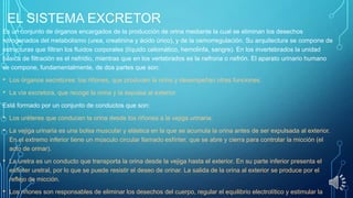 EL SISTEMA EXCRETOR
Es un conjunto de órganos encargados de la producción de orina mediante la cual se eliminan los desechos
nitrogenados del metabolismo (urea, creatinina y ácido úrico), y de la osmorregulación. Su arquitectura se compone de
estructuras que filtran los fluidos corporales (líquido celomático, hemolinfa, sangre). En los invertebrados la unidad
básica de filtración es el nefridio, mientras que en los vertebrados es la nefrona o nefrón. El aparato urinario humano
se compone, fundamentalmente, de dos partes que son:

• Los órganos secretores: los riñones, que producen la orina y desempeñan otras funciones.
• La vía excretora, que recoge la orina y la expulsa al exterior.
Está formado por un conjunto de conductos que son:

• Los uréteres que conducen la orina desde los riñones a la vejiga urinaria.

• La vejiga urinaria es una bolsa muscular y elástica en la que se acumula la orina antes de ser expulsada al exterior.
En el extremo inferior tiene un músculo circular llamado esfínter, que se abre y cierra para controlar la micción (el
acto de orinar).

• La uretra es un conducto que transporta la orina desde la vejiga hasta el exterior. En su parte inferior presenta el
esfínter uretral, por lo que se puede resistir el deseo de orinar. La salida de la orina al exterior se produce por el
reflejo de micción.

• Los riñones son responsables de eliminar los desechos del cuerpo, regular el equilibrio electrolítico y estimular la

 