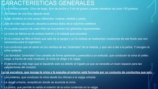 CARACTERÍSTICAS GENERALES
•
•
•
•
•
•
•

Los riñones poseen 12cm de largo, 6cm de ancho y 3 cm de grosor y pesan alrededor de unos 150 gramos.
Se rodean de una fina cápsula renal.
Están divididos en tres zonas diferentes: corteza, médula y pelvis.
Son de color rojo oscuro, situados a ambos lados de la columna vertebral.
En la parte superior de cada riñón se encuentran las glándulas suprarrenales.
La orina se fabrica en la corteza exterior y la médula que envuelve.
En la corteza se filtra el fluido que sale de la sangre y en la médula se reabsorben sustancias de ese fluido que son
necesarias para el organismo.

• Los conductos que se abren en los vértices de las "pirámides" de la médula, y que van a dar a la pelvis, Y recogen la
orina restante.

• Las llamadas "pirámides" son canales de forma aplanada y parecidos a un embudo, que conducen la orina al uréter,
luego, a través de este conducto, la orina se dirige a la vejiga.

• El derecho es más bajo que el izquierdo esto es debido al hígado ya que se necesita un buen espacio para las
palpitaciones del corazón.
La vía excretora, que recoge la orina y la expulsa al exterior está formada por un conjunto de conductos que son:

• Los uréteres, que conducen la orina desde los riñones a la vejiga urinaria.
• La vejiga urinaria, receptáculo donde se acumula la orina.
• La uretra, que permite la salida al exterior de la orina contenida en la vejiga.

 