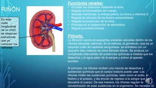 Funciones renales:

RIÑÓN
En este
corte
longitudinal
de un riñón,
se observan
estructuras
que ya
conoces: los
nefrones

•
•
•
•
•
•
•

Excretar los desechos mediante la orina.
Regular la homeostasis del cuerpo.
Secretar hormonas: la eritropoyetina, la renina y vitamina D
Regular el volumen de los fluidos extracelulares.
Regular la producción de la orina.
Participa en la reabsorción de electrolitos.
Regula la presión arterial.

Filtrado:
La filtración ocurre en pequeñas unidades ubicadas dentro de los
riñones llamadas nefronas. En la nefrona, el glomérulo -que es un
pequeño ovillo de capilares sanguíneos- se entrelaza con un
pequeño tubo colector de orina llamado túbulo. Se produce un
complicado intercambio de sustancias químicas a medida que los
desechos y el agua salen de la sangre y entran al aparato
excretor.
Al principio, los túbulos reciben una mezcla de desechos y
sustancias químicas que el cuerpo todavía puede usar. Los
riñones miden las sustancias químicas, tales como el sodio, el
fósforo y el potasio, y las envían de regreso a la sangre que las
devuelve al cuerpo. De esa manera, los riñones regulan la
concentración de esas sustancias en el organismo. Se necesita un

 