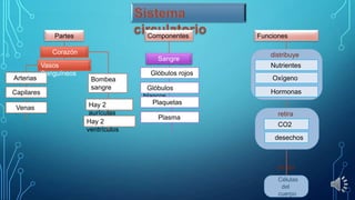 Componentes

Partes
Corazón

Sangre
Arterias
Capilares
Venas

Vasos
Sanguíneos

Funciones
distribuye
Nutrientes

Glóbulos rojos
Bombea
sangre
Hay 2
aurículas
Hay 2
ventrículos

Glóbulos
blancos
Plaquetas
Plasma

Oxígeno

Hormonas
retira
CO2
desechos

de las
Células
del
cuerpo

 