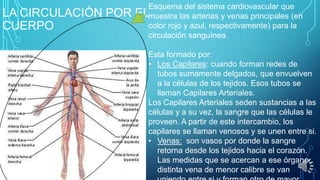 LA CIRCULACIÓN POR
CUERPO

Esquema del sistema cardiovascular que
ELmuestra las arterias y venas principales (en
color rojo y azul, respectivamente) para la
circulación sanguínea.

Esta formado por:
• Los Capilares: cuando forman redes de
tubos sumamente delgados, que envuelven
a la células de los tejidos. Esos tubos se
llaman Capilares Arteriales.
Los Capilares Arteriales seden sustancias a las
células y a su vez, la sangre que las células le
proveen. A partir de este intercambio, los
capilares se llaman venosos y se unen entre si.
• Venas: son vasos por donde la sangre
retorna desde los tejidos hacia el corazón.
Las medidas que se acercan a ese órgano,
distinta vena de menor calibre se van

 