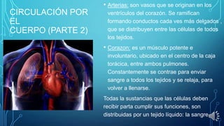 • Arterias: son vasos que se originan en los

CIRCULACIÓN POR
EL
CUERPO (PARTE 2)

ventrículos del corazón. Se ramifican
formando conductos cada ves más delgados ,
que se distribuyen entre las células de todos
los tejidos.

• Corazon: es un músculo potente e
involuntario, ubicado en el centro de la caja
torácica, entre ambos pulmones.
Constantemente se contrae para enviar
sangre a todos los tejidos y se relaja, para
volver a llenarse.
Todas la sustancias que las células deben
recibir parta cumplir sus funciones, son
distribuidas por un tejido líquido: la sangre.

 