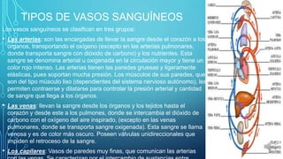 TIPOS DE VASOS SANGUÍNEOS
Los vasos sanguíneos se clasifican en tres grupos:

• Las arterias: son las encargadas de llevar la sangre desde el corazón a los
órganos, transportando el oxígeno (excepto en las arterias pulmonares,
donde transporta sangre con dióxido de carbono) y los nutrientes. Esta
sangre se denomina arterial u oxigenada en la circulación mayor y tiene un
color rojo intenso. Las arterias tienen las paredes gruesas y ligeramente
elásticas, pues soportan mucha presión. Los músculos de sus paredes, que
son del tipo músculo liso (dependientes del sistema nervioso autónomo), les
permiten contraerse y dilatarse para controlar la presión arterial y cantidad
de sangre que llega a los órganos.

• Las venas: llevan la sangre desde los órganos y los tejidos hasta el
corazón y desde este a los pulmones, donde se intercambia el dióxido de
carbono con el oxígeno del aire inspirado, (excepto en las venas
pulmonares, donde se transporta sangre oxigenada). Esta sangre se llama
venosa y es de color más oscuro. Poseen válvulas unidireccionales que
impiden el retroceso de la sangre.

• Los capilares: Vasos de paredes muy finas, que comunican las arterias

 