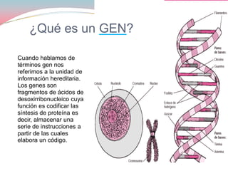¿Qué es un GEN?

Cuando hablamos de
términos gen nos
referimos a la unidad de
información hereditaria.
Los genes son
fragmentos de ácidos de
desoxirribonucleico cuya
función es codificar las
síntesis de proteína es
decir, almacenar una
serie de instrucciones a
partir de las cuales
elabora un código.
 