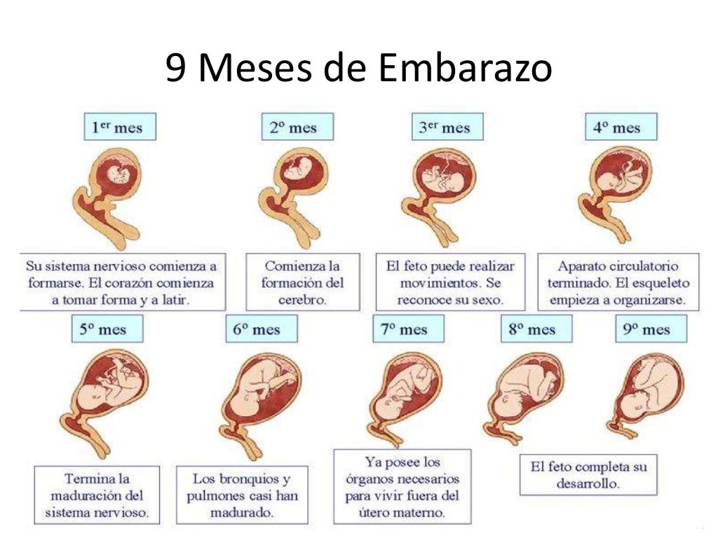 Trabajo practico del embarazo
