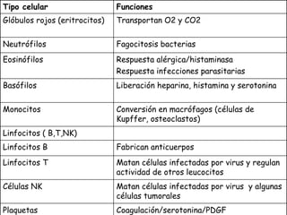 Linfocitos ( B,T,NK) Tipo celular Funciones Glóbulos rojos (eritrocitos) Transportan O2 y CO2 Neutrófilos Fagocitosis bacterias Eosinófilos Respuesta alérgica/histaminasa Respuesta infecciones parasitarias Basófilos Liberación heparina, histamina y serotonina Monocitos Conversión en macrófagos (células de Kupffer, osteoclastos) Linfocitos B Fabrican anticuerpos Linfocitos T Matan células infectadas por virus y regulan actividad de otros leucocitos Células NK Matan células infectadas por virus  y algunas células tumorales Plaquetas Coagulación/serotonina/PDGF 