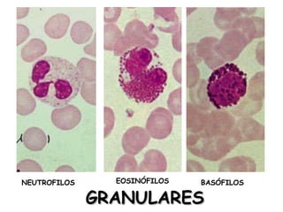 GRANULARES NEUTROFILOS BASÓFILOS EOSINÓFILOS 