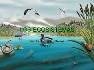 LOS ECOSISTEMASECOSISTEMAS
Tomás Rodriguez Robles
7mo “A”
 
