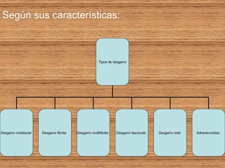 Según sus características: Tipos de desgarro Desgarro miofascial  Desgarro fibrilar  Desgarro multifibrilar  Desgarro fascicular  Desgarro total  Adherenciolisis  