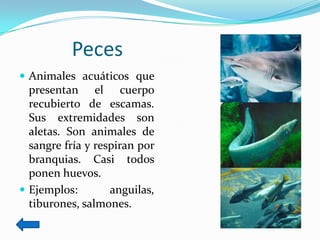 Peces
 Animales acuáticos que
  presentan el cuerpo
  recubierto de escamas.
  Sus extremidades son
  aletas. Son animales de
  sangre fría y respiran por
  branquias. Casi todos
  ponen huevos.
 Ejemplos:        anguilas,
  tiburones, salmones.
 