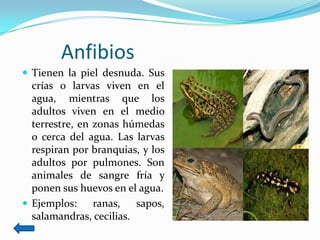 Anfibios
 Tienen la piel desnuda. Sus
  crías o larvas viven en el
  agua, mientras que los
  adultos viven en el medio
  terrestre, en zonas húmedas
  o cerca del agua. Las larvas
  respiran por branquias, y los
  adultos por pulmones. Son
  animales de sangre fría y
  ponen sus huevos en el agua.
 Ejemplos:     ranas,   sapos,
  salamandras, cecilias.
 
