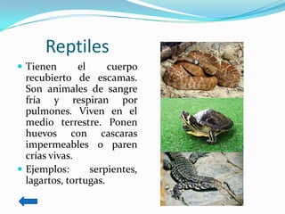 Reptiles
 Tienen       el     cuerpo
  recubierto de escamas.
  Son animales de sangre
  fría y respiran por
  pulmones. Viven en el
  medio terrestre. Ponen
  huevos con cascaras
  impermeables o paren
  crías vivas.
 Ejemplos:       serpientes,
  lagartos, tortugas.
 