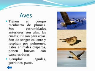 Aves
 Tienen       el    cuerpo
  recubierto de plumas.
  Sus          extremidades
  anteriores son alas, las
  cuales utilizan para volar.
  Son de sangre caliente y
  respiran por pulmones.
  Estos animales ovíparos,
  ponen      huevos      con
  cascaras duras.
 Ejemplos:         águilas,
  gorriones, patos.
 