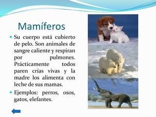Mamíferos
 Su cuerpo está cubierto
  de pelo. Son animales de
  sangre caliente y respiran
  por            pulmones.
  Prácticamente        todos
  paren crías vivas y la
  madre los alimenta con
  leche de sus mamas.
 Ejemplos: perros, osos,
  gatos, elefantes.
 