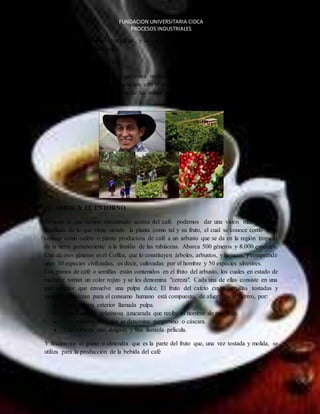 FUNDACION UNIVERSITARIA CIDCA 
PROCESOS INDUSTRIALES 
de condiciones de cultivo complejas, y un manejo del cultivo y procesamiento del grano que 
requieren una gran dedicación. 
EL CAFE 
UN PRODUCTO ESPECIAL 
Con base a las diferentes investigaciones realizadas se ha determinado el café como uno de 
lolos productos que más tiene relación con el ser humano. Cerca de 25 millones de familia s 
lo producen en más de 50 países de las zonas tropicales y subtropicales de Asia, África, y 
Latinoamérica 
EL ARBOL Y EL ENTORNO 
En todo lo que hemos encontrado acerca del café podemos dar una visión más amplia y 
detallada de lo que viene siendo la planta como tal y su fruto, el cual se conoce como Se le 
conoce como cafeto o planta productora de café a un arbusto que se da en la región tropical 
de la tierra perteneciente a la familia de las rubiáceas. Abarca 500 géneros y 8.000 especies. 
Uno de esos géneros es el Coffea, que lo constituyen árboles, arbustos, y bejucos, y comprende 
unas 10 especies civilizadas, es decir, cultivadas por el hombre y 50 especies silvestres. 
Los granos de café o semillas están contenidos en el fruto del arbusto, los cuales en estado de 
madurez toman un color rojizo y se les denomina "cereza". Cada una de ellas consiste en una 
piel exterior que envuelve una pulpa dulce. El fruto del cafeto cuyas semillas tostadas y 
molidas se utilizan para el consumo humano está compuesto, de afuera hacia dentro, por: 
 Una cubierta exterior llamada pulpa. 
 Una sustancia gelatinosa azucarada que recibe el nombre de mucílago. 
 Una cubierta dura que se denomina pergamino o cáscara. 
 Una cubierta más delgada y fina llamada película. 
Y finalmente el grano o almendra que es la parte del fruto que, una vez tostada y molida, se 
utiliza para la producción de la bebida del café 
 
