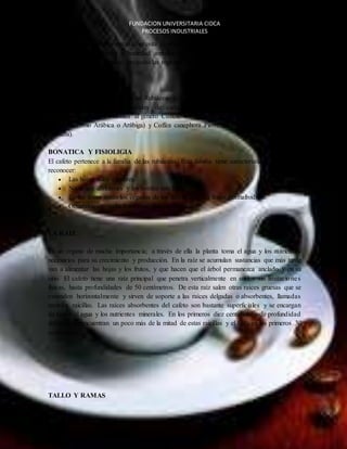FUNDACION UNIVERSITARIA CIDCA 
PROCESOS INDUSTRIALES 
El café arábico de alta montaña necesita condiciones especiales como el clima (temperatura, 
precipitación, brillo solar y humedad ambiental) y el suelo para su cultivo. Por tal razón, 
aunque su origen es tropical, no todas las regiones del trópico son aptas para su cultivo. 
EL CAFE 
TAXONOMIA DEL CAFÉ 
El café pertenece a la familia de las Rubiáceas y al género Coffea. Existen numerosas especies 
de cafeto y diferentes variedades de cada especie. Las especies más importante s 
comercialmente pertenecientes al género Coffea, son conocidas como Coffea arabica Linneo 
(conocida como Arábica o Arábiga) y Coffea canephora Pierre Ex Froehner (conocida como 
Robusta). 
BONATICA Y FISIOLIGIA 
El cafeto pertenece a la familia de las rubiáceas. Esta familia tiene características fáciles de 
reconocer: 
 Las hojas salen en pares. 
 No tienen divisiones y los bordes son lisos. 
 En las flores están los órganos de los dos sexos, son flores hermafroditas. 
 Generalmente cada fruto tiene dos semillas. 
LA RAIZ 
Es un órgano de mucha importancia; a través de ella la planta toma el agua y los nutriente s 
necesarios para su crecimiento y producción. En la raíz se acumulan sustancias que más tarde 
van a alimentar las hojas y los frutos, y que hacen que el árbol permanezca anclado y en su 
sitio. El cafeto tiene una raíz principal que penetra verticalmente en suelos sin limitaciones 
físicas, hasta profundidades de 50 centímetros. De esta raíz salen otras raíces gruesas que se 
extienden horizontalmente y sirven de soporte a las raíces delgadas o absorbentes, llamadas 
también raicillas. Las raíces absorbentes del cafeto son bastante superficiales y se encargan 
de tomar el agua y los nutrientes minerales. En los primeros diez centímetros de profundidad 
del suelo se encuentran un poco más de la mitad de estas raicillas y el 86% en los primeros 30 
centímetros. 
TALLO Y RAMAS 
 