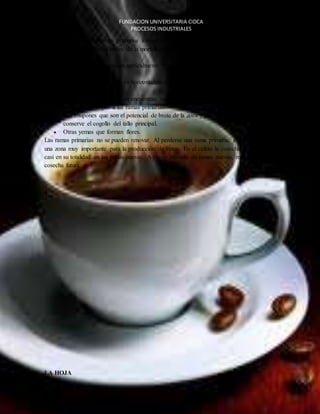 FUNDACION UNIVERSITARIA CIDCA 
PROCESOS INDUSTRIALES 
El tallo o tronco y las ramas primarias forman el esqueleto del cafeto. 
Los aspectos más sobresalientes de la morfología aérea de la planta del café tienen que ver 
con dos tipos de brotes: 
 Ortotrópicos, que crecen verticalmente y comprenden el tallo principal y los 
EL CAFE 
chupones. 
 Plagiotrópicos, que crecen horizontalmente y comprenden las ramas primarias, 
secundarias y terciarias. 
En los nudos del tallo principal se encuentran varios tipos de yemas: 
 Las que dan origen a las ramas primarias. 
 Los chupones que son el potencial de brote de la zoca y permanecen mientras se 
conserve el cogollo del tallo principal. 
 Otras yemas que forman flores. 
Las ramas primarias no se pueden renovar. Al perderse una rama primaria, el cafeto pierde 
una zona muy importante para la producción de frutos. En el cafeto la cosecha se produce 
casi en su totalidad en las ramas nuevas. A mayor número de ramas nuevas, mayor será la 
cosecha futura. 
LA HOJA 
 