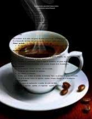 FUNDACION UNIVERSITARIA CIDCA 
PROCESOS INDUSTRIALES 
autofecundación es un poco mayor del 90%. El conocimiento del proceso de la floración del 
cafeto le permite al caficultor establecer: 
 La distribución de la cosecha. 
 Estimar las necesidades de mano de obra para la recolección. 
 Planificar las prácticas culturales al igual que el manejo de plagas y enfermedades. 
Estimar el flujo de ingresos a través del año e identificar las épocas y el origen de problemas 
que afectan la calidad de la cosecha 
EL CAFE 
EL FRUTO 
Del resultado de la unión del grano de polen con el óvulo se forman el fruto y las semillas. 
En el desarrollo del fruto del café se pueden distinguir cuatro periodos: 
Primer periodo: 
 Es una etapa donde hay muy poco crecimiento en tamaño y peso del fruto. 
 Va desde la fecundación hasta la sexta semana. 
Segundo periodo: 
 En esta etapa el fruto crece rápidamente en peso y volumen. 
 Se necesita el agua, de lo contrario el grano se queda pequeño, hay secamiento, caída 
de frutos y se presenta el "grano negro". 
 También es denominada como la etapa de formación del grano lechoso. 
 Va desde la sexta a la décima sexta semana después de la fecundación. 
Tercer periodo: 
 El crecimiento exterior del fruto casi no se nota. 
 Se da una gran demanda de nutrientes. 
 Se endurece la almendra. 
 Si falta agua, el fruto no termina de formarse bien y se produce el grano averanado. 
 Va de la décima sexta a la vigésima séptima semana después de la fecundación 
Cuarto periodo: 
 Es la época de maduración o cambio de color del fruto. 
 Va de la vigésima- séptima a la trigésima- segunda semanas después de la 
fecundación. 
 