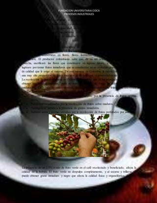 FUNDACION UNIVERSITARIA CIDCA 
PROCESOS INDUSTRIALES 
floraciones relativamente continuas a lo largo del país. Es así como en ciertas regiones 
colombianas se generan floraciones, y consecuentemente frutos maduros, en 50 semanas de 
las 52 que tiene el año. La irregularidad en los periodos de cosecha, sumada a las grandes 
alturas y pendientes donde se siembra café en los Andes colombianos, dificulta la 
mecanización en los procesos de cosecha y favorece la selectividad en los procesos de 
recolección. 
Los cafeteros colombianos son conscientes de que una recolección no selectiva merma sus 
ingresos de mediano y largo plazo. En una misma rama de arbustos de café pueden encontrarse 
bulbos que se convertirán en flores, flores formadas, y frutos en diferente estado de 
maduración. El productor colombiano sabe que, de no ser selectivo en sus procesos de 
cosecha, sacrificará las flores que constituyen su ingreso futuro, o reducirá también sus 
ingresos por tomar frutos inmaduros que se constituirán en un obstáculo para pasar las pruebas 
de calidad que le exige el sistema. De esta manera, en Colombia la recolección de café tiene 
una muy alta proporción de frutos maduros al ser selectiva, y primordialmente manual. 
La recolección de frutos maduros en Colombia es también una de las principales ventajas para 
obtener una calidad superior, pues se evita la mezcla de frutos en diferente estado de 
maduración. La bebida de café preparada con granos provenientes de frutos con diferentes 
estados de desarrollo, presenta los siguientes defectos: 
 Aromas y sabores madorosos y acres (amargos) por la presencia de frutos negros 
EL CAFE 
secos. 
 Fermentos ocasionados por la recolección de frutos sobre maduros. 
 Astringencia debida a la presencia de granos inmaduros. 
 Sabores acres y aromas extraños por la recolección de frutos perforados por insectos. 
La presencia de un 2.5% o más de fruto verde en el café recolectado y beneficiado, afecta la 
calidad de la bebida. El fruto verde no despulpa completamente, y al secarse y trillarse se 
puede obtener grano inmaduro y negro que afecta la calidad física y organoléptica del café 
 