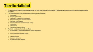 Territorialidad
? Es la conducta que nos permite identificar un área que indique la propiedad y defensa de nuestro territorio ante quienes pueden
“invadirlo”.
? Las distintas conductas territoriales contribuyen a coordinar:
◦ Actividades
◦ Regular la densidad
◦ Asegurar la propagación de la especie
◦ Proporcionar lugares donde esconderse
◦ Mantener unido al grupo
◦ Conseguir áreas de asentamiento de cortejo
◦ Nidificación
◦ Alimentación
◦ Ayuda a la integración social
? También puede ser tema de conflicto
◦ El más fuerte o dominante tiene mayor control del territorio
◦ Conductas particularmente fuertes:
◦ La silla de papá
◦ La cocina de mamá
◦ El ordenador de mi hermano…
 