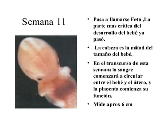 Trabajo Psicologia Embarazo 95 97