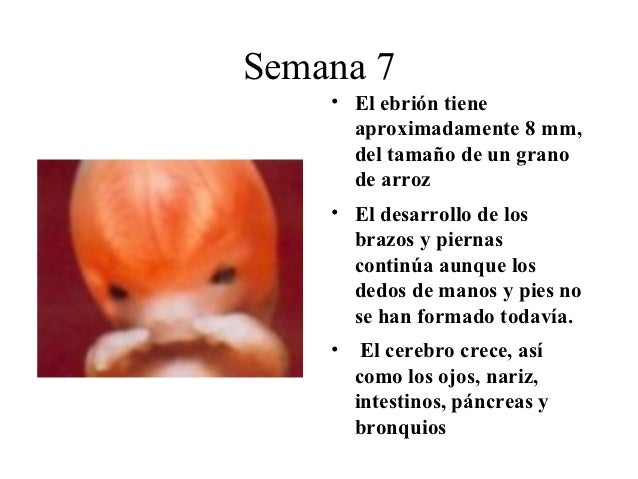 Tamano Del Bebe A Las 8 Semanas Consejos De Bebe