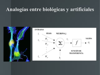 Analogías entre biológicas y artificiales 