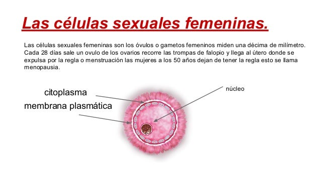 Cuál Es La Célula Sexual Femenina es.slideshare.net