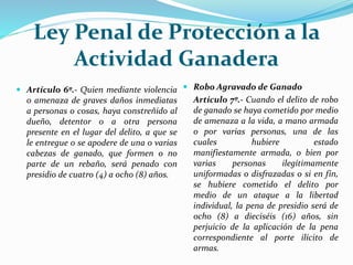 Ley Penal de Protección a la
Actividad Ganadera
 Artículo 6º.- Quien mediante violencia
o amenaza de graves daños inmediatas
a personas o cosas, haya constreñido al
dueño, detentor o a otra persona
presente en el lugar del delito, a que se
le entregue o se apodere de una o varias
cabezas de ganado, que formen o no
parte de un rebaño, será penado con
presidio de cuatro (4) a ocho (8) años.
 Robo Agravado de Ganado
Artículo 7º.- Cuando el delito de robo
de ganado se haya cometido por medio
de amenaza a la vida, a mano armada
o por varias personas, una de las
cuales hubiere estado
manifiestamente armada, o bien por
varias personas ilegítimamente
uniformadas o disfrazadas o si en fin,
se hubiere cometido el delito por
medio de un ataque a la libertad
individual, la pena de presidio será de
ocho (8) a dieciséis (16) años, sin
perjuicio de la aplicación de la pena
correspondiente al porte ilícito de
armas.
 