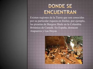Existen regiones de la Tierra que son conocidas
por su particular riqueza en fósiles; por ejemplo,
las pizarras de Burgess Shale en la Columbia
Británica de Canadá. En España, destacan
Atapuerca y Las Hoyas.
 