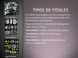 Los fósiles más antiguos son los estromatolitos ,
Microfósiles   que consisten en rocas creadas por medio de la
               sedimentación de sustancias .
               Desde un punto de vista práctico distinguimos
               varios tipos de fósiles :
               •Microfósiles (visibles al microscopio óptico)

               •Nanofósiles (visibles al microscopio

Nanofósiles    electrónico)
               •Macrofósiles o Megafósiles(aquellos que
               vemos a simple vista)




Macrofósiles
 
