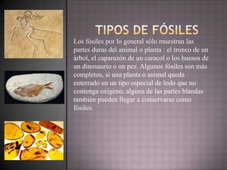 Los fósiles por lo general sólo muestran las
partes duras del animal o planta : el tronco de un
árbol, el caparazón de un caracol o los huesos de
un dinosaurio o un pez. Algunos fósiles son más
completos, si una planta o animal queda
enterrado en un tipo especial de lodo que no
contenga oxígeno, alguna de las partes blandas
también pueden llegar a conservarse como
fósiles.
 