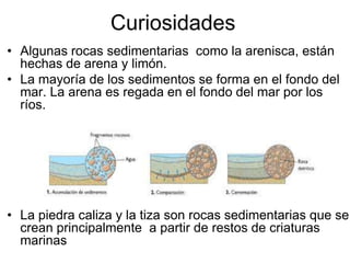 Curiosidades
• Algunas rocas sedimentarias como la arenisca, están
  hechas de arena y limón.
• La mayoría de los sedimentos se forma en el fondo del
  mar. La arena es regada en el fondo del mar por los
  ríos.




• La piedra caliza y la tiza son rocas sedimentarias que se
  crean principalmente a partir de restos de criaturas
  marinas
 