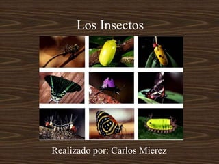 Los Insectos Realizado por: Carlos Mierez 