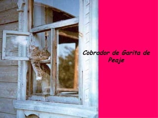 Cobrador de Garita de Peaje