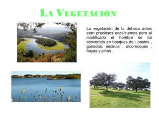 LA VEGETACIÓN
La vegetación de la dehesa antes
eran preciosos ecosistemas pero al
modificarlo el hombre se ha
convertido en bosques de : pastos ,
ganados, encinas , alcornoques ,
hayas y pinos .
 