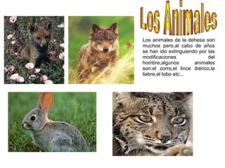 Los animales de la dehesa son
muchos pero,al cabo de años
se han ido extinguiendo por las
modificaciones del
hombre,algunos animales
son:el zorro,el lince ibérico,la
liebre,el lobo etc...
 
