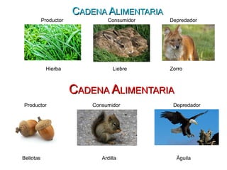 CCADENAADENA AALIMENTARIALIMENTARIA
CCADENAADENA AALIMENTARIALIMENTARIA
Bellotas Ardilla Águila
Hierba Liebre Zorro
Productor Consumidor Depredador
Productor Consumidor Depredador
 