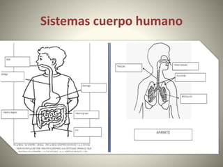 Sistemas cuerpo humano
 