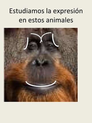 Estudiamos la expresión en estos animales 