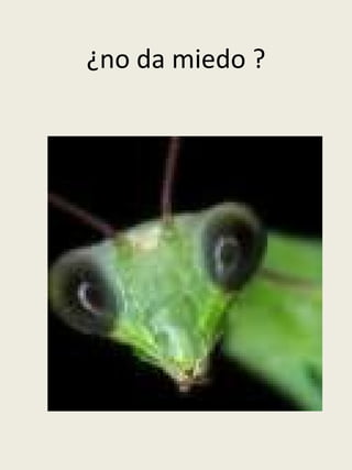 ¿no da miedo ? 